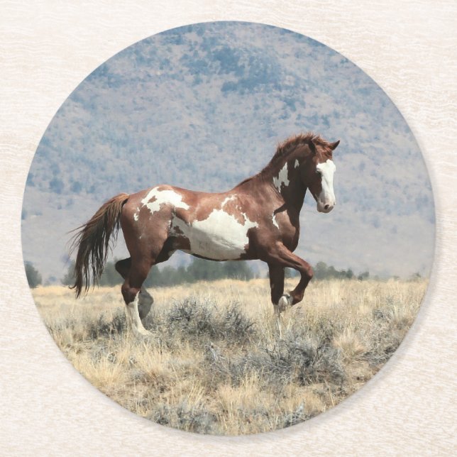 Wild Stallion Coaster (Front)