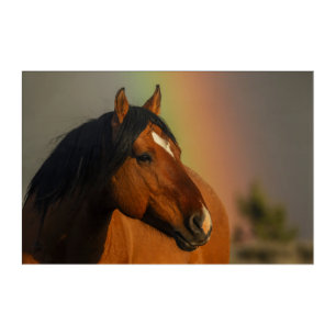 Wild Stallion, Golden Light and Rainbow Acrylic Print