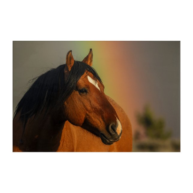 Wild Stallion, Golden Light and Rainbow Acrylic Print (Front)