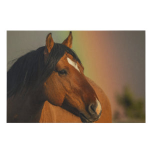 Wild Stallion, Golden Light and Rainbow Faux Canvas Print