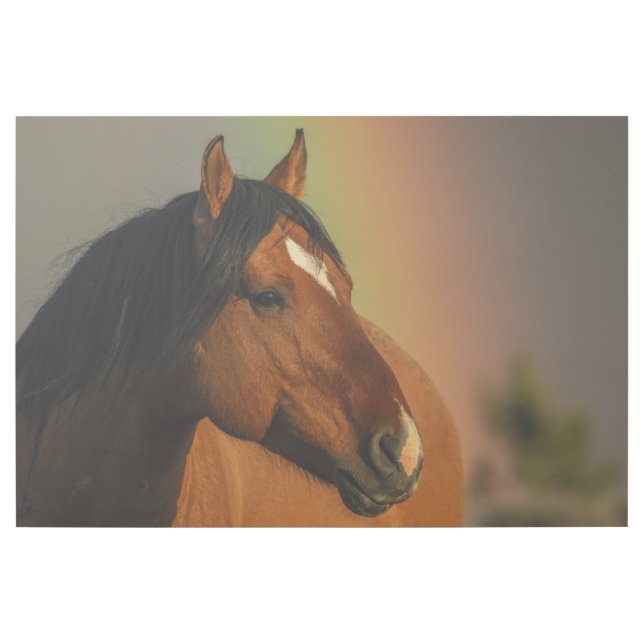 Wild Stallion, Golden Light and Rainbow Gallery Wrap (Front)