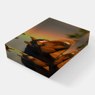 Wild Stallion, Golden Light and Rainbow Paperweight
