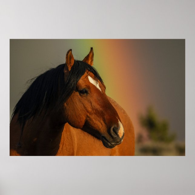 Wild Stallion, Golden Light and Rainbow Poster (Front)