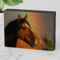 Wild Stallion, Golden Light and Rainbow