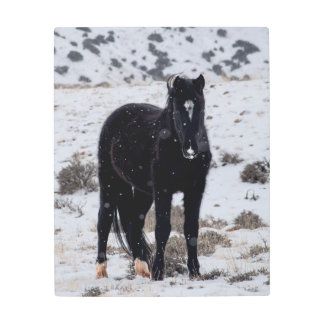 Wild Stallion in the Snow Metal Print