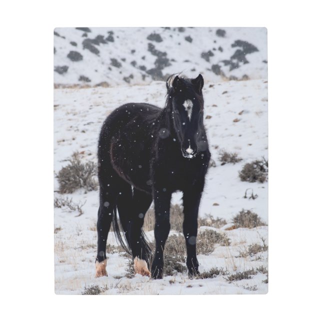 Wild Stallion in the Snow Metal Print (Front)