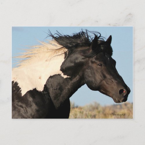 Wild Stallion Postcard