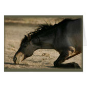 Wild Stallion Rolling Card (Front Horizontal)