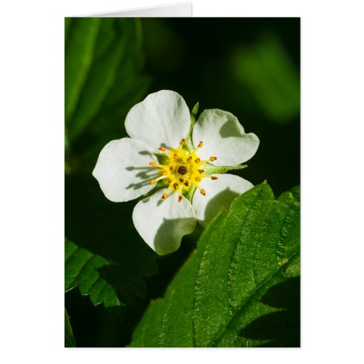 Wild Strawberry Flower Cards (Front)