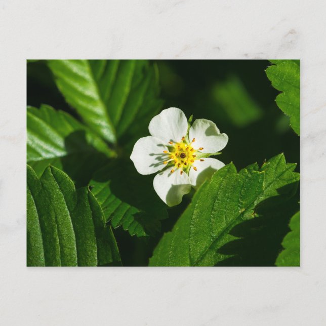 Wild Strawberry Flower Postcard (Front)