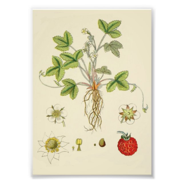 Wild Strawberry Plant Botany Photo Print (Front)