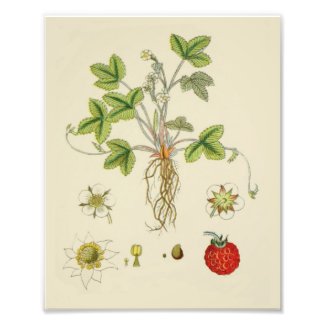 Wild Strawberry Plant Botany Photo Print