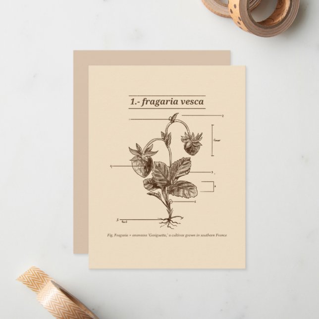 Wild Strawberry Plant Latin Etymology Nature Note Card (Front/Back In Situ)