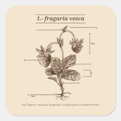 Wild Strawberry Plant Latin Etymology Nature Square Sticker