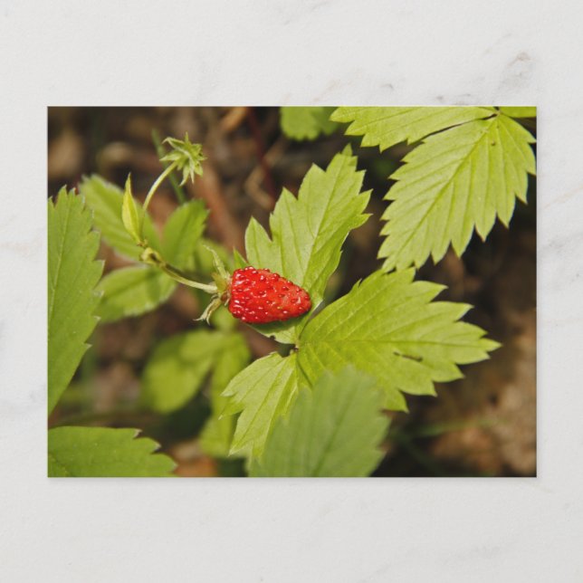 Wild Strawberry Postcard (Front)
