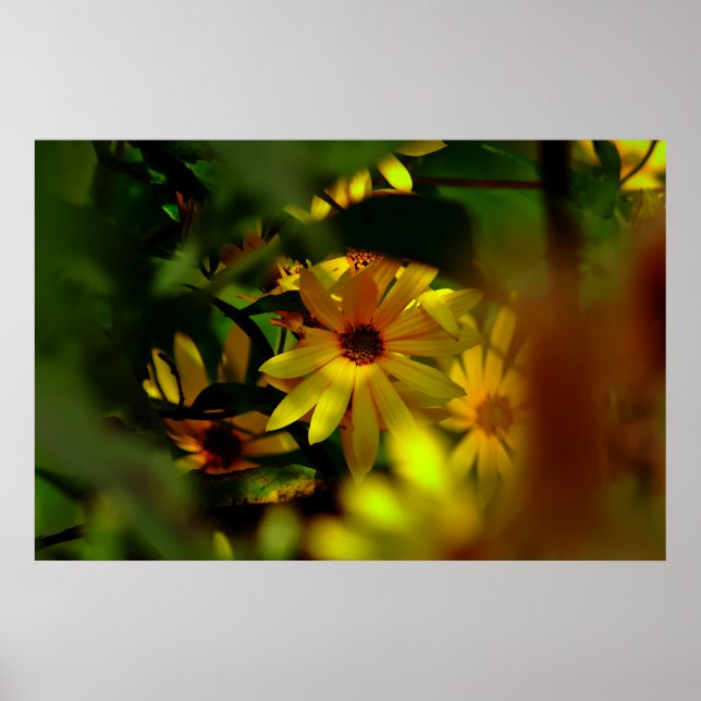 Wild Sunflower Poster (Front)
