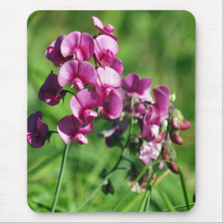 Wild Sweet-pea Flower Mouse Pad