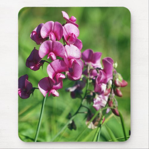 Wild Sweet_pea Flower Mouse Pad