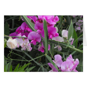wild sweet peas