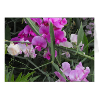 wild sweet peas cards