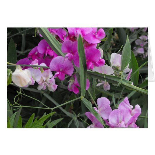 wild sweet peas cards (Front Horizontal)