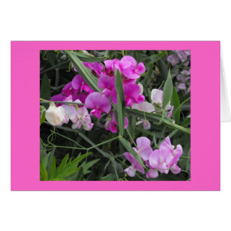 wild sweet peas cards
