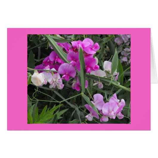 wild sweet peas cards (Front Horizontal)