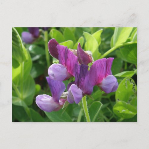 Wild Sweet Peas Unalaska Island Postcard