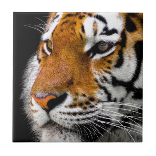 Wild Tiger Eyes Ceramic Tile