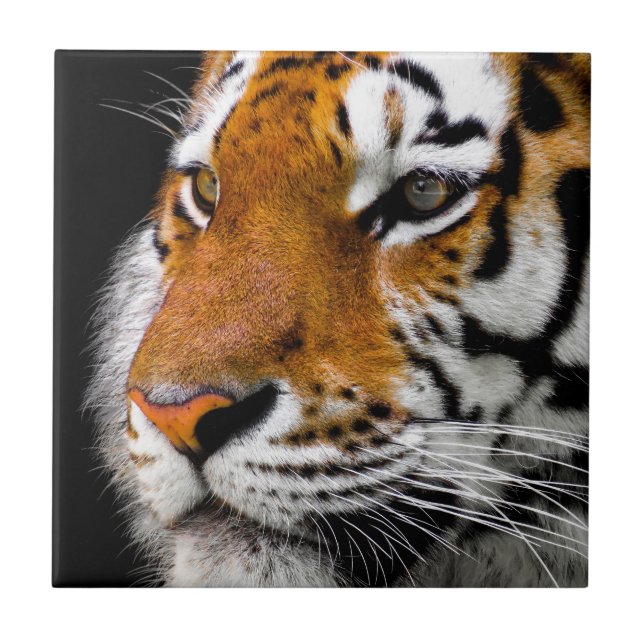 Wild Tiger Eyes Ceramic Tile (Front)
