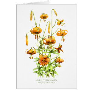 Wild Tiger Lilies Cards