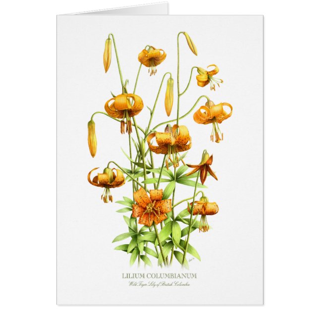 Wild Tiger Lilies Cards (Front)