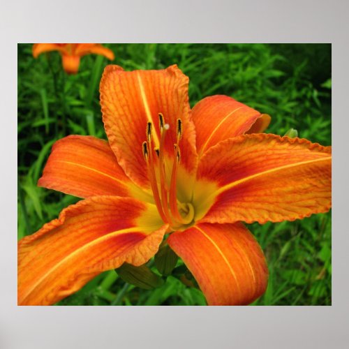 Wild Tiger Lily Poster