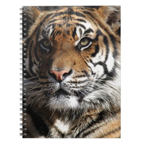 Wild Tiger Notebook