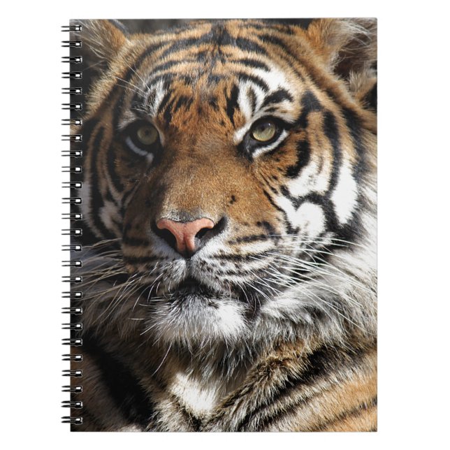 Wild Tiger Notebook (Front)