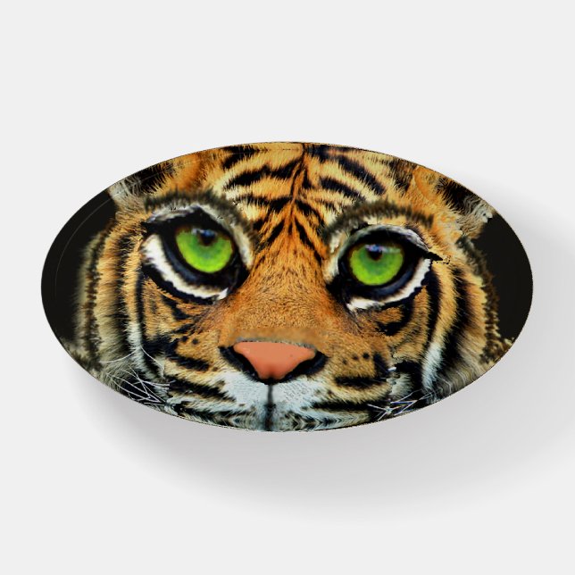 Wild Tiger  Paperweight (Front)