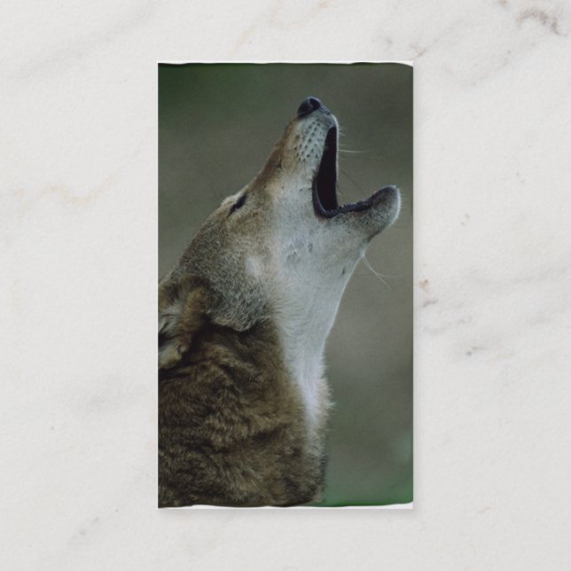 Wild Timber Wolf Howling Business Card (Back)
