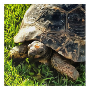 Wild Tortoise In Grass Meadow Wildlife Art