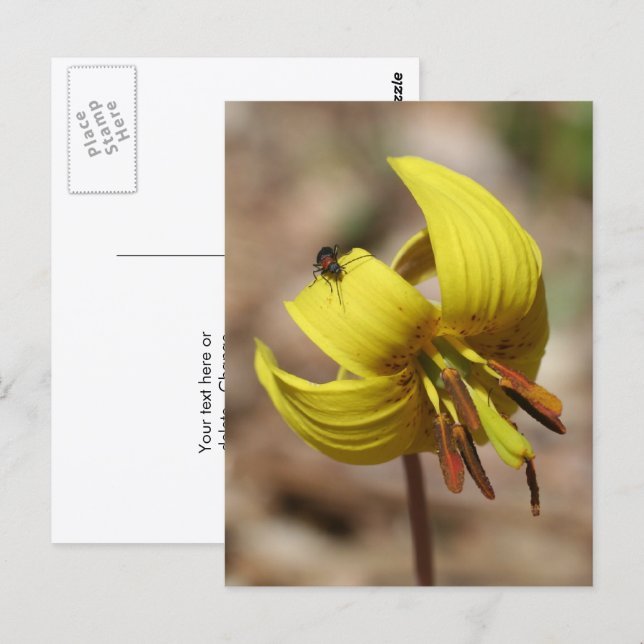 Wild Trout Lily Flower And Friend Personalized Postcard (Front/Back)