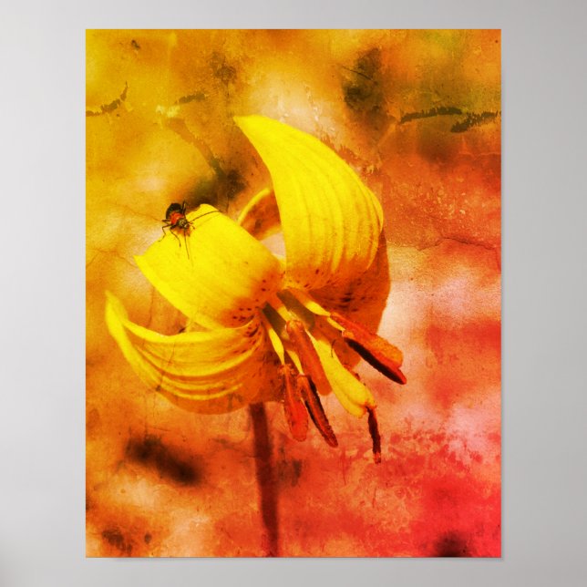 Wild Trout Lily Flower And Insect Distressed Poster (Front)