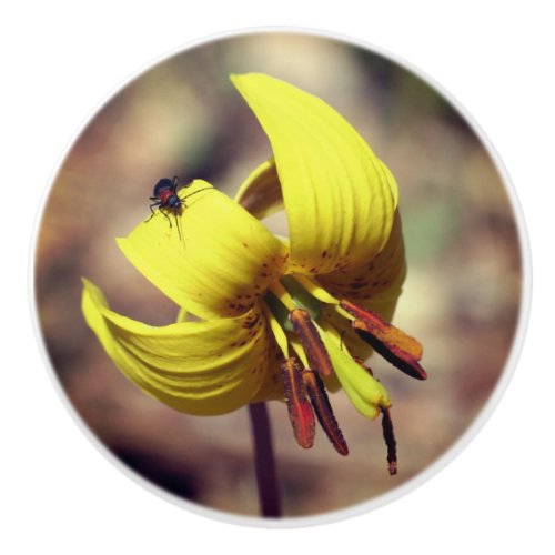 Wild Trout Lily Flower And Insect Friend   Ceramic Knob