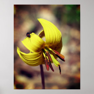 Wild Trout Lily Flower And Insect Friend  Poster