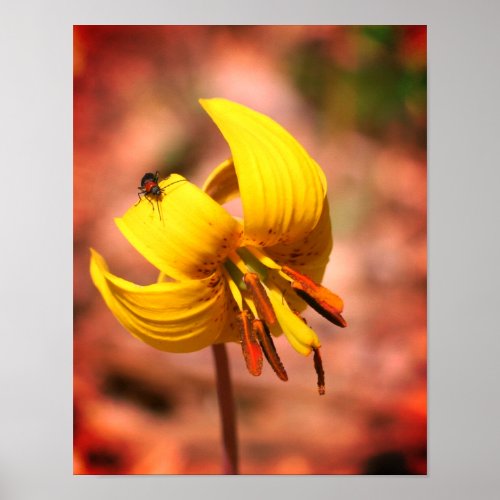 Wild Trout Lily Flower And Insect Friend Tinted Poster