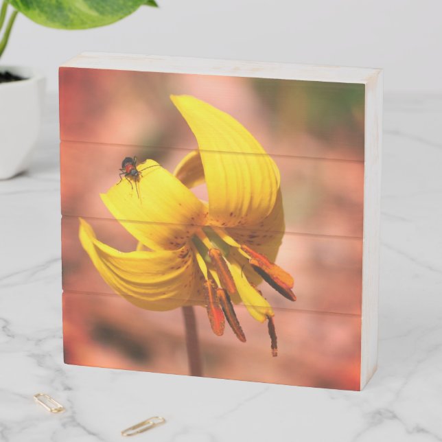 Wild Trout Lily Flower And Insect Friend Tinted  Wooden Box Sign (In Situ Horizontal)