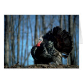 Wild turkey (Front Horizontal)
