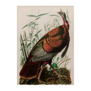 Wild Turkey Birds of America Audubon Print Acrylic Print