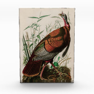 Wild Turkey Birds of America Audubon Print Photo Block