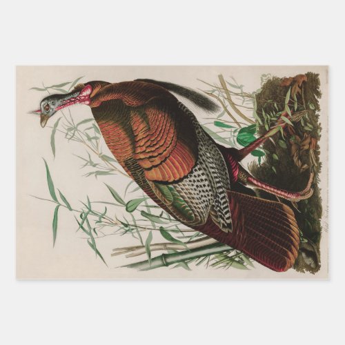 Wild Turkey Birds of America Audubon Print Wrapping Paper Sheets