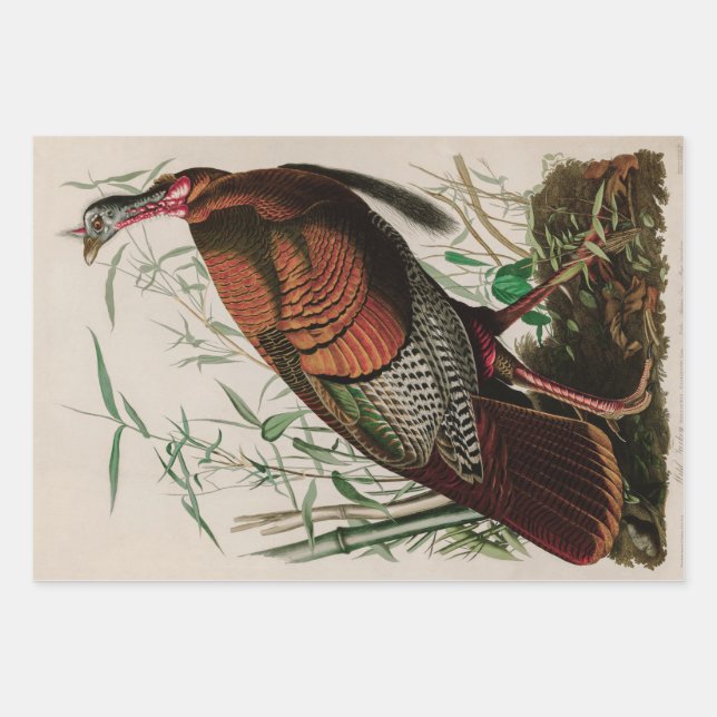 Wild Turkey Birds of America Audubon Print Wrapping Paper Sheets (Front)