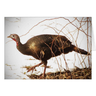 Wild Turkey Blank Card